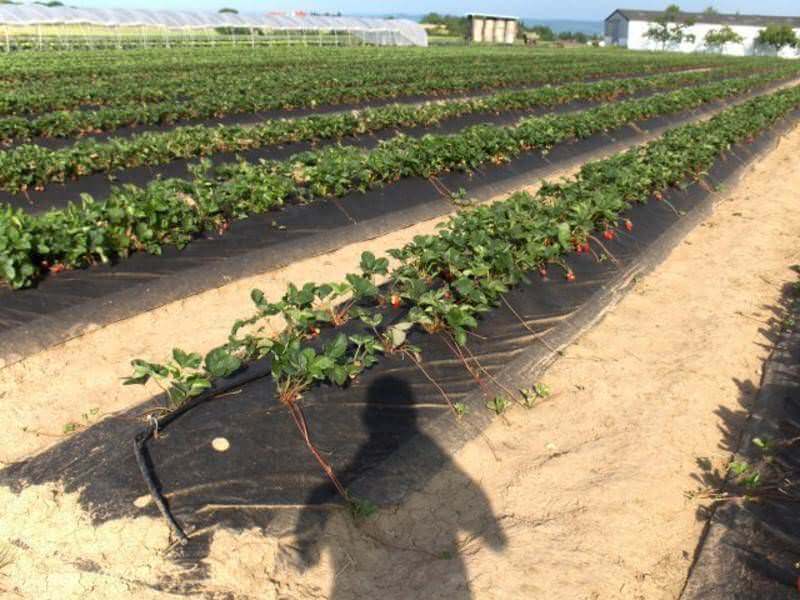 Erdbeerdämme mit schwarzem Wassertaschenfolienvlies auf sandigem Boden im Abendlicht