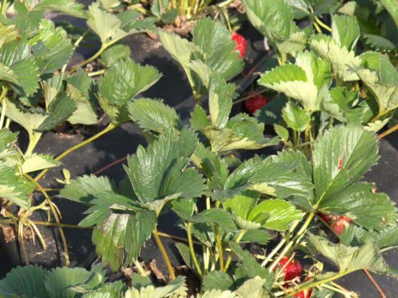 Nahaufnahme: reife rote Erdbeeren zwischen Blättern über dem schwarzen Vlies