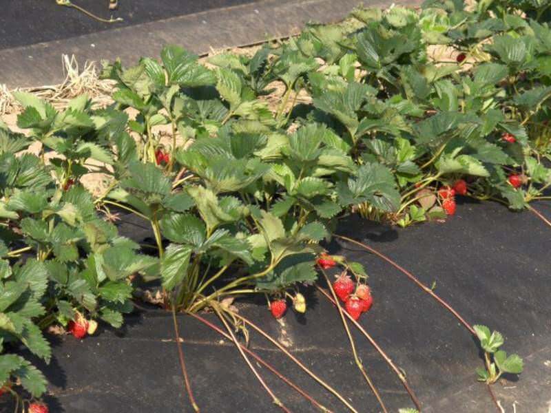 Dichte Erdbeerreihe mit gleichmäßig reifenden Früchten auf Vliesabdeckung