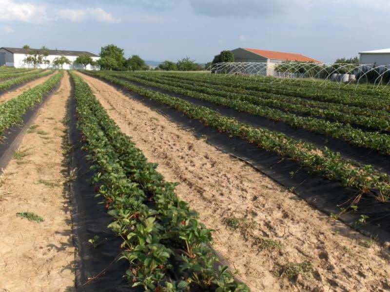 Erdbeerreihen auf Vliesdämmen mit Hofgebäuden im Hintergrund