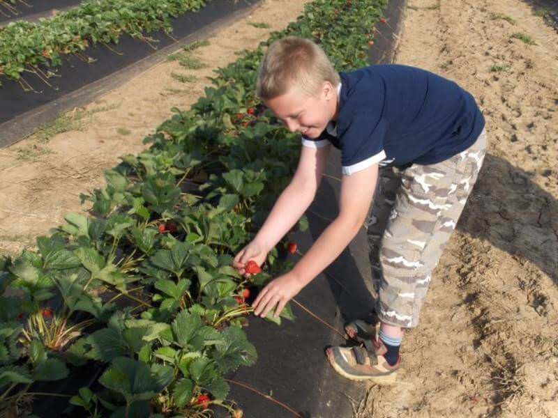 Junge Person pflückt Erdbeeren im Stehen dank erhöhter Vliesdämme