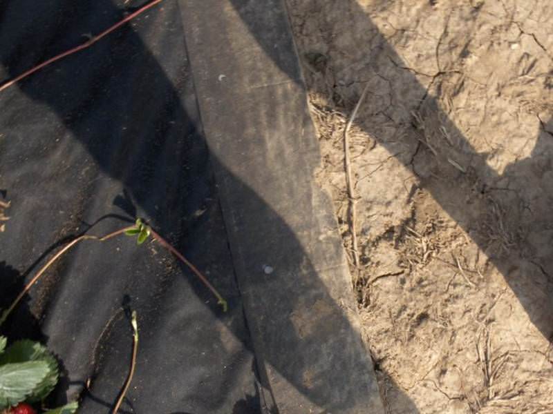 Detail der seitlichen Wassertasche des Vlieses am Dammfuß