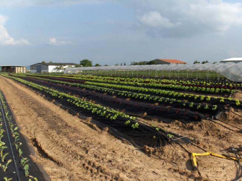 Panorama eines Gemüsebaubetriebs mit vliesabgedeckten Dämmen und Gewächshäusern