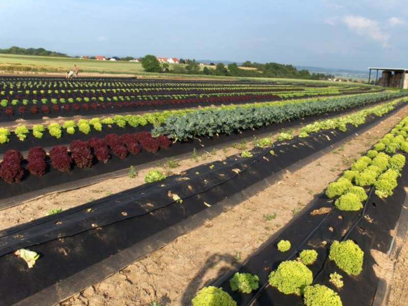 Bunte Salatreihen – Lollo rosso und Eichblatt – auf Wassertaschenfolienvlies