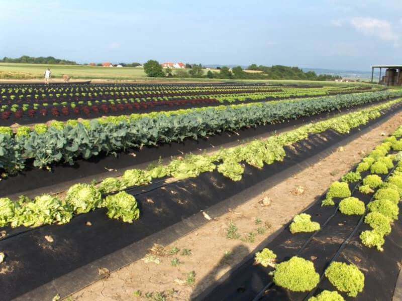 Kohl- und Salatkulturen auf Vliesdämmen in sommerlicher Landschaft