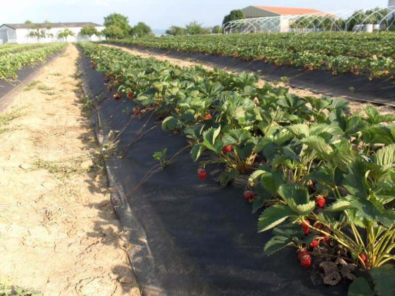 Lange Erdbeerreihe auf Wassertaschenfolienvlies mit Folientunnel am Horizont